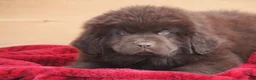 Newfoundland dogs for sale: Paisley-pending - Ad 1