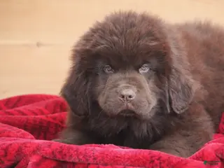 Newfoundland dogs Paisley-pending - Ad 1