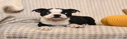 Boston Terrier dogs for sale: Clair - Ad 4