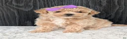 Bichpoo dogs for sale: Poppy - Ad 19
