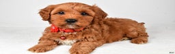 Cavapoo dogs for sale: Tyler - Ad 8