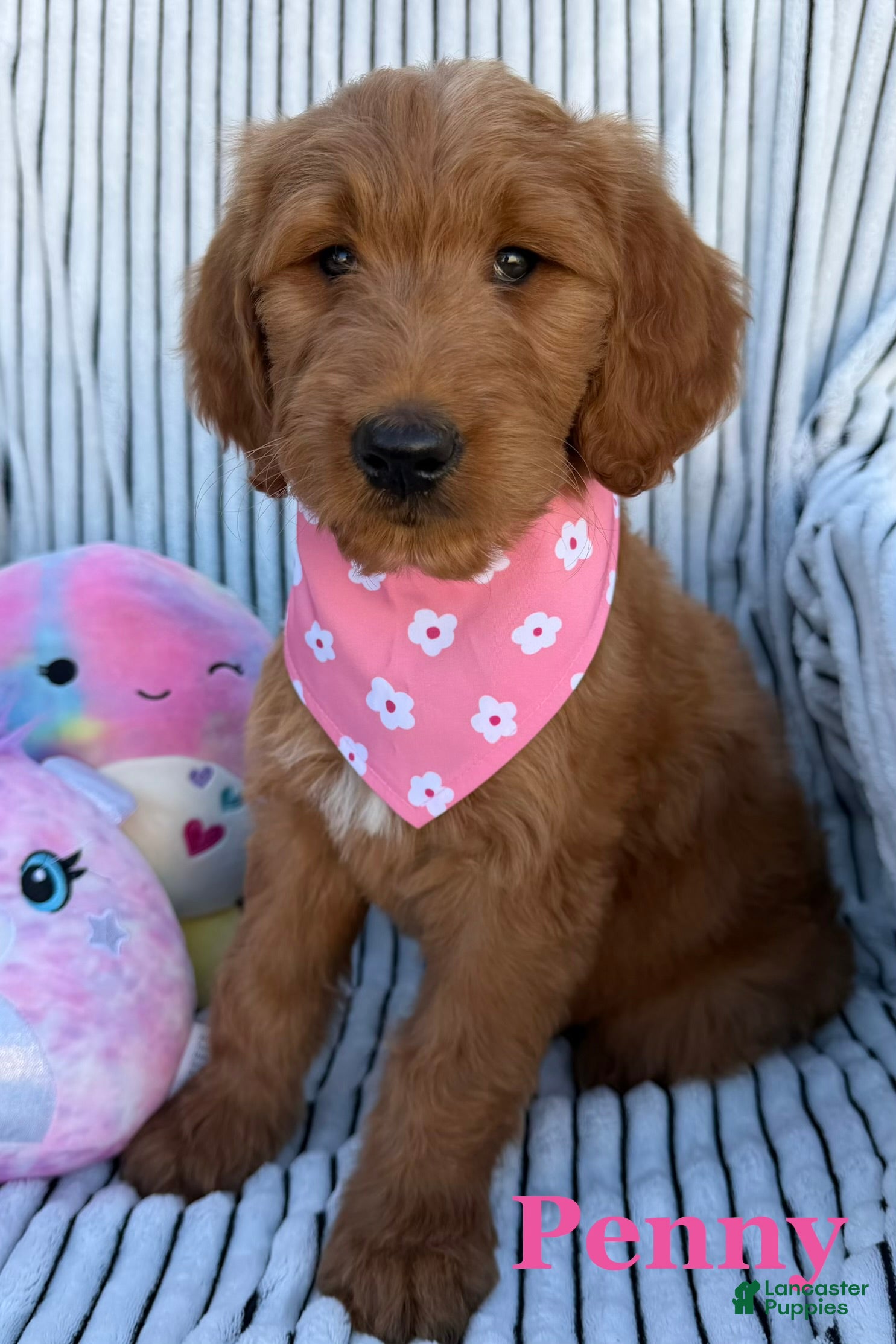 Goldendoodle dogs PENNY  - Ad 1