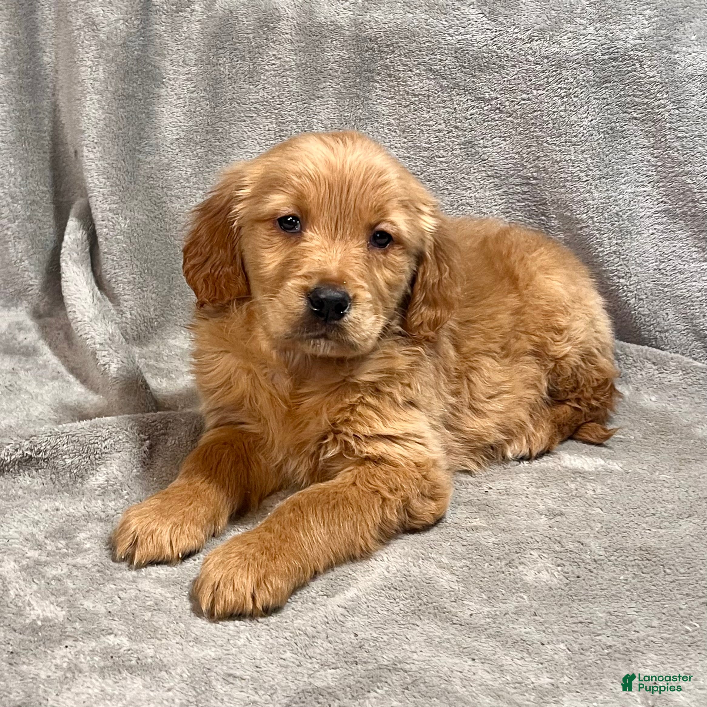 Golden Retriever dogs Reese - Ad 1