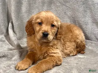 Golden Retriever dogs for sale: Reese - Ad 3