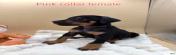 Doberman Pinscher dogs for sale: black/rust female pink collar 🩷 - Ad 1