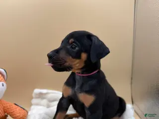 Doberman Pinscher dogs black/rust female pink collar 🩷 - Ad 22