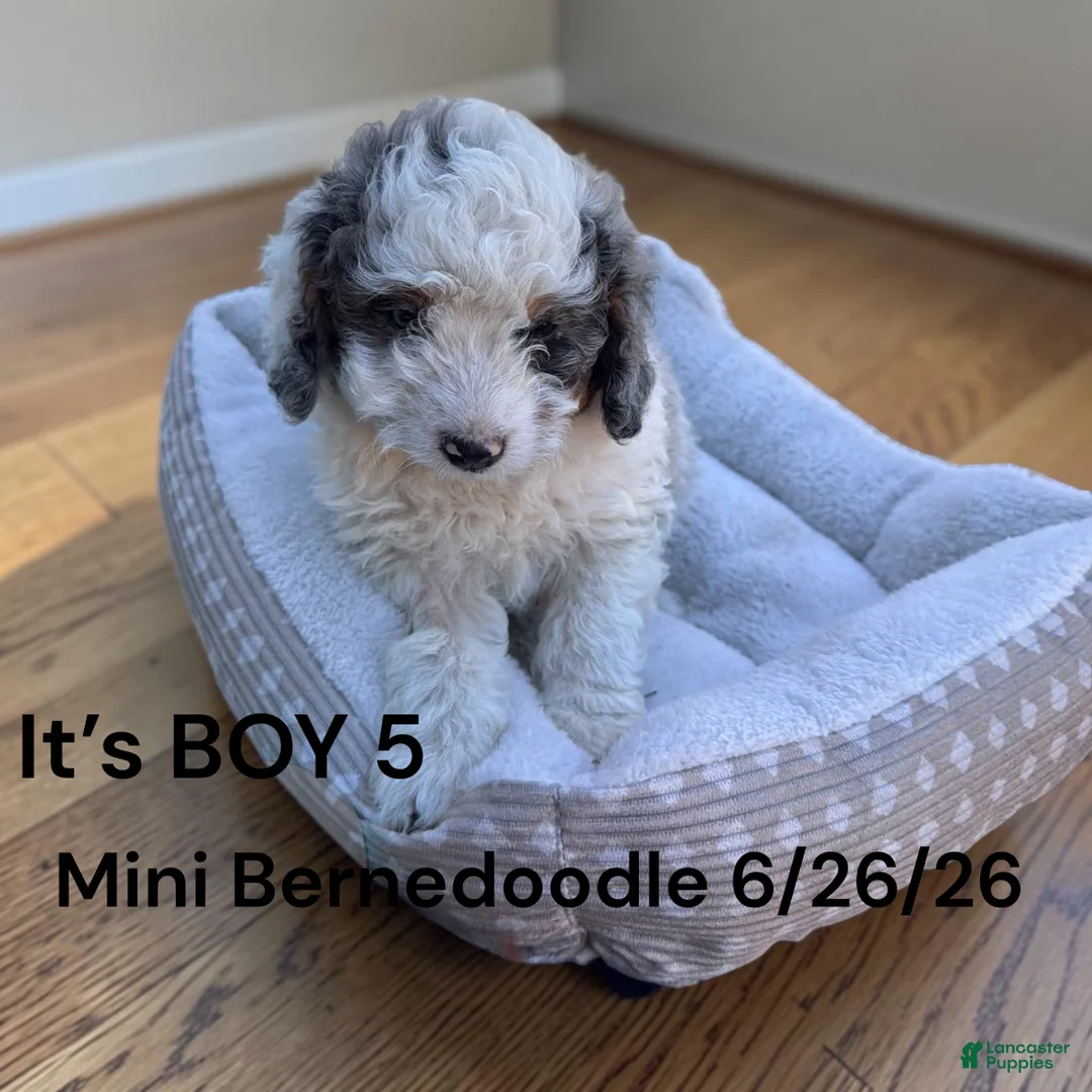 Mini Bernedoodle dogs for sale: Mini Bernedoodle 2 - Ad 2