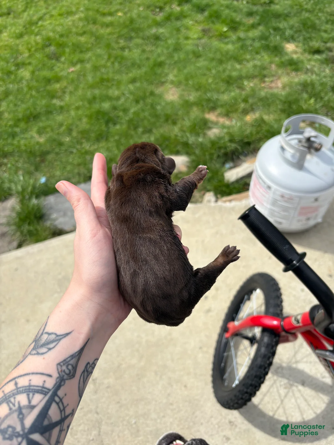 Olde English Bulldogge dogs for sale: Olde English Bulldogge Puppy 6 - Ad 2