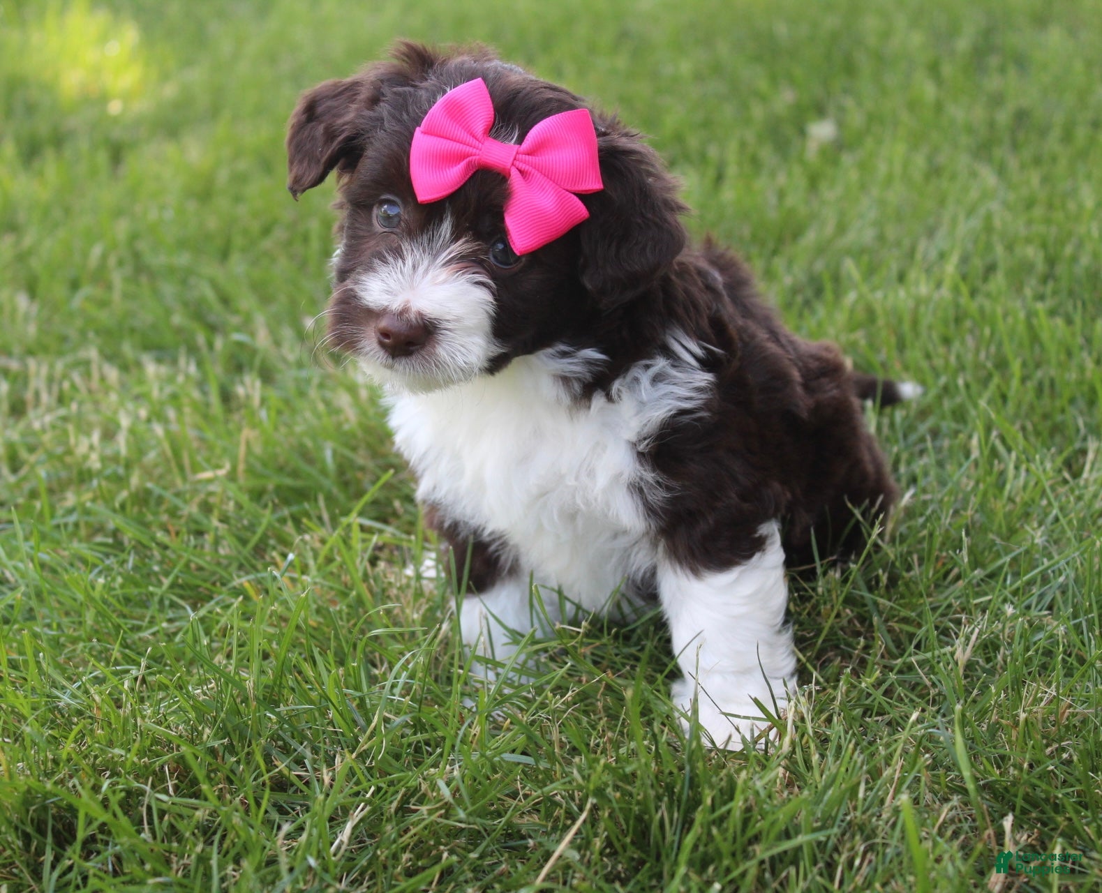 Mini Aussiedoodle dogs for sale: Jamie 🎀 - Ad 5