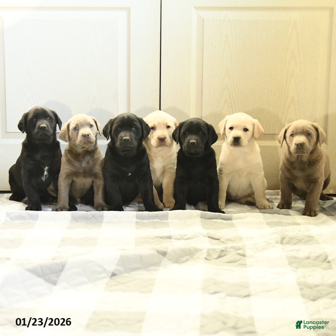 Labrador Retriever dogs for sale: Paul - Ad 3