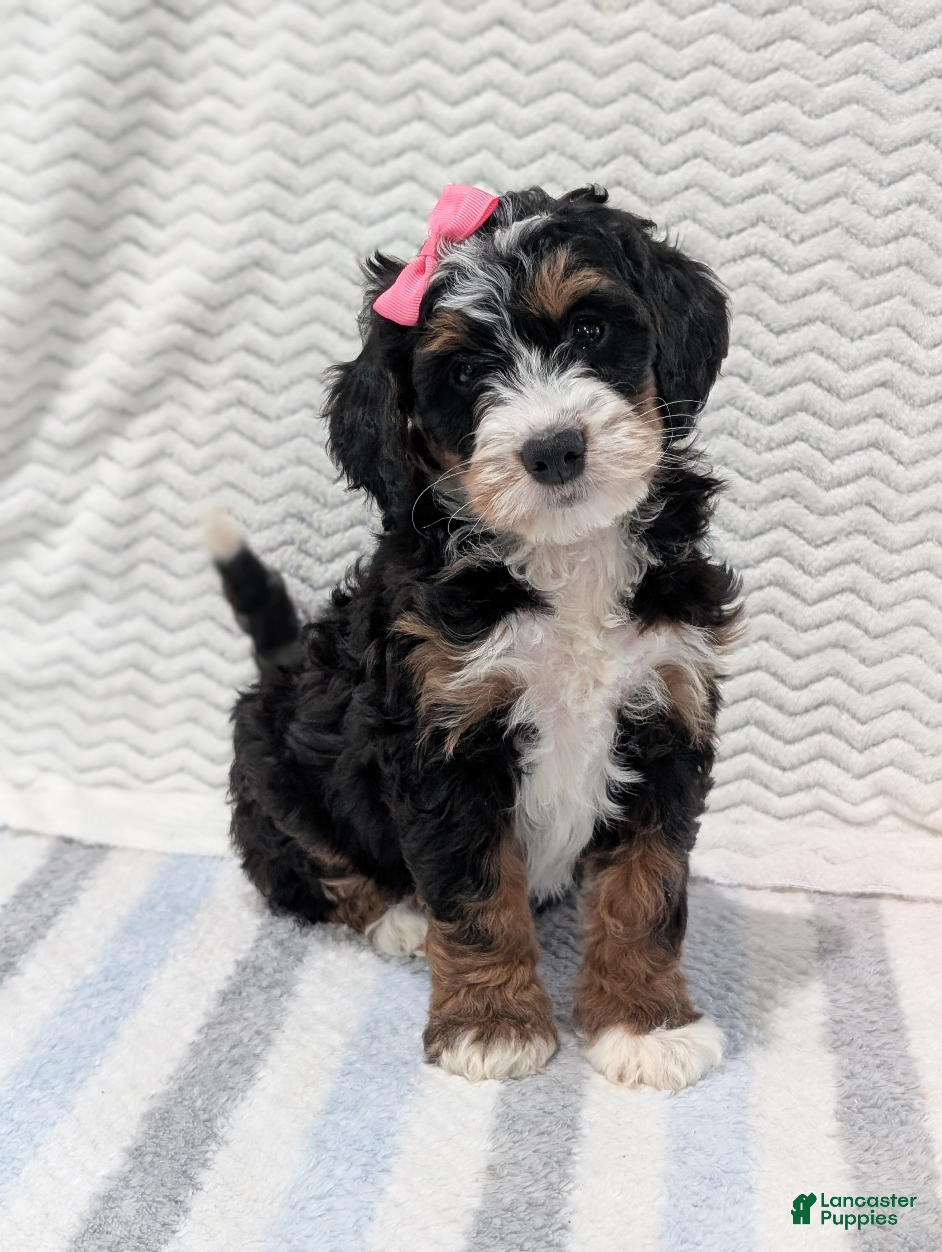 Mini Bernedoodle dogs Mini Abby  - Ad 1
