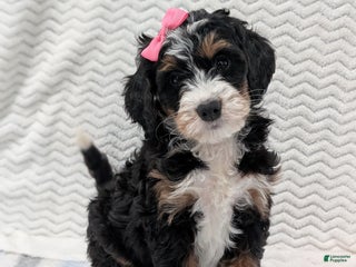 Mini Bernedoodle dogs Mini Abby - Ad 1