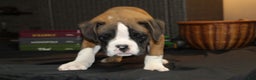 Boxer dogs for sale: Dash - Ad 7