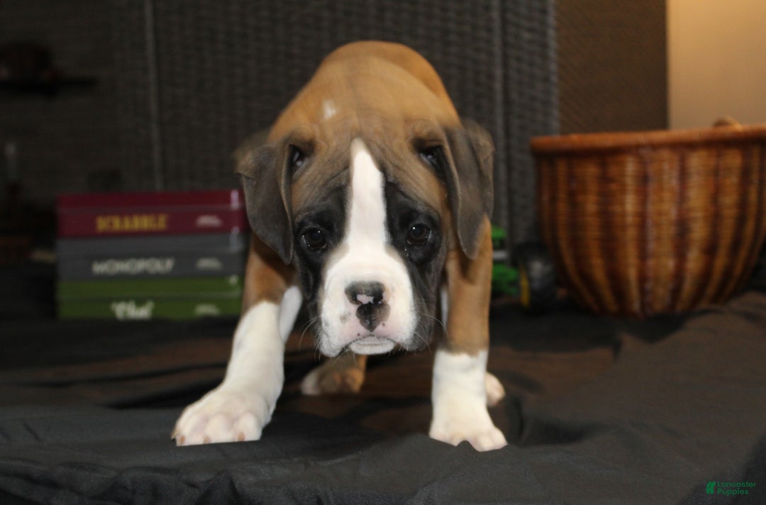 Boxer dogs for sale: Dash - Ad 7