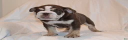 English Bulldog dogs for sale: Bandit (Chocolate Trindle) - Ad 6