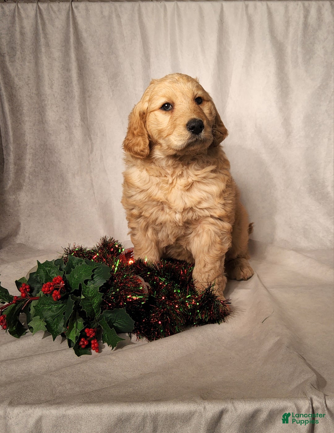 Goldendoodle dogs for sale: Becky - Ad 9