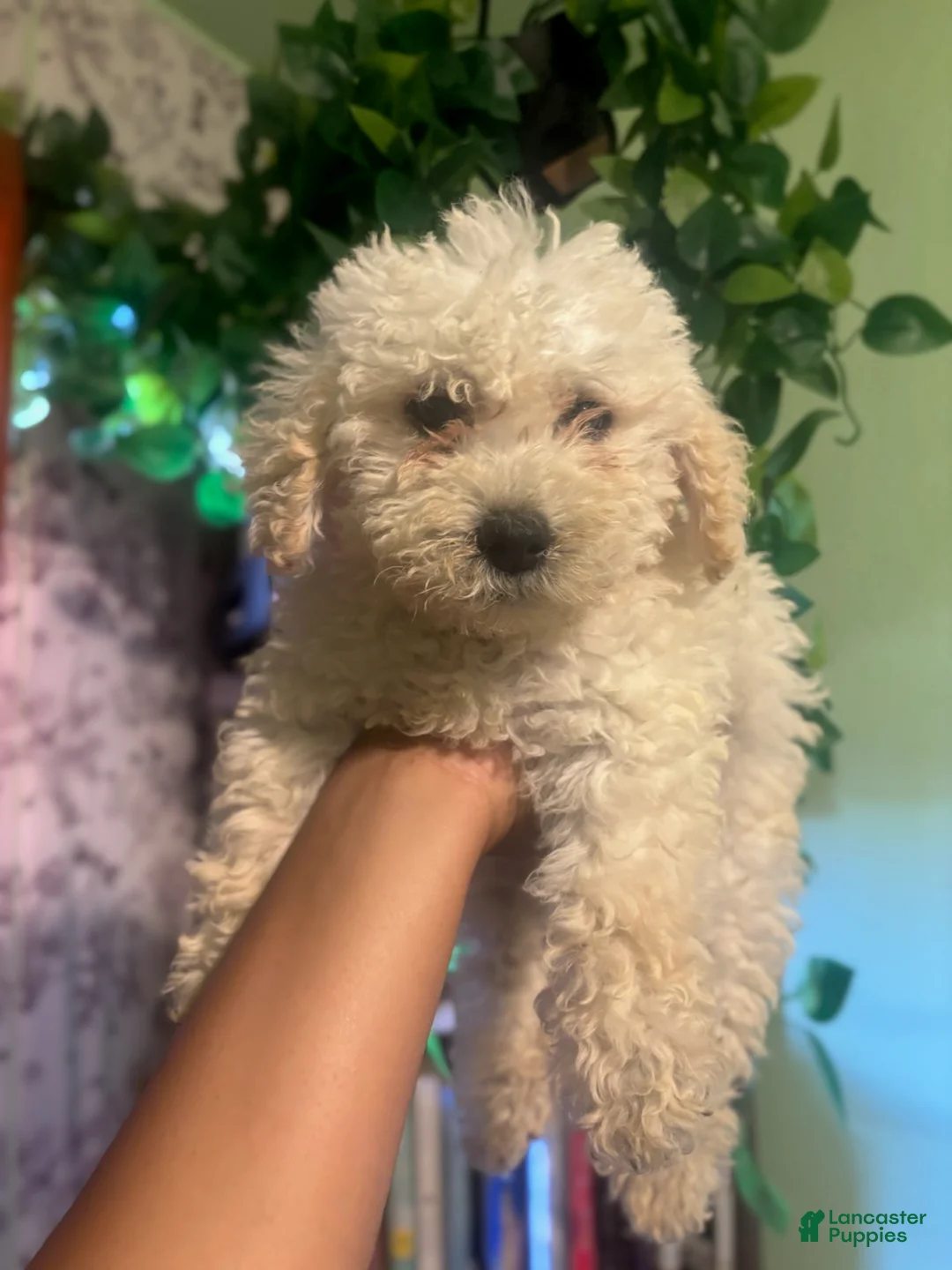 Goldendoodle dogs for sale: Ben - Ad 3