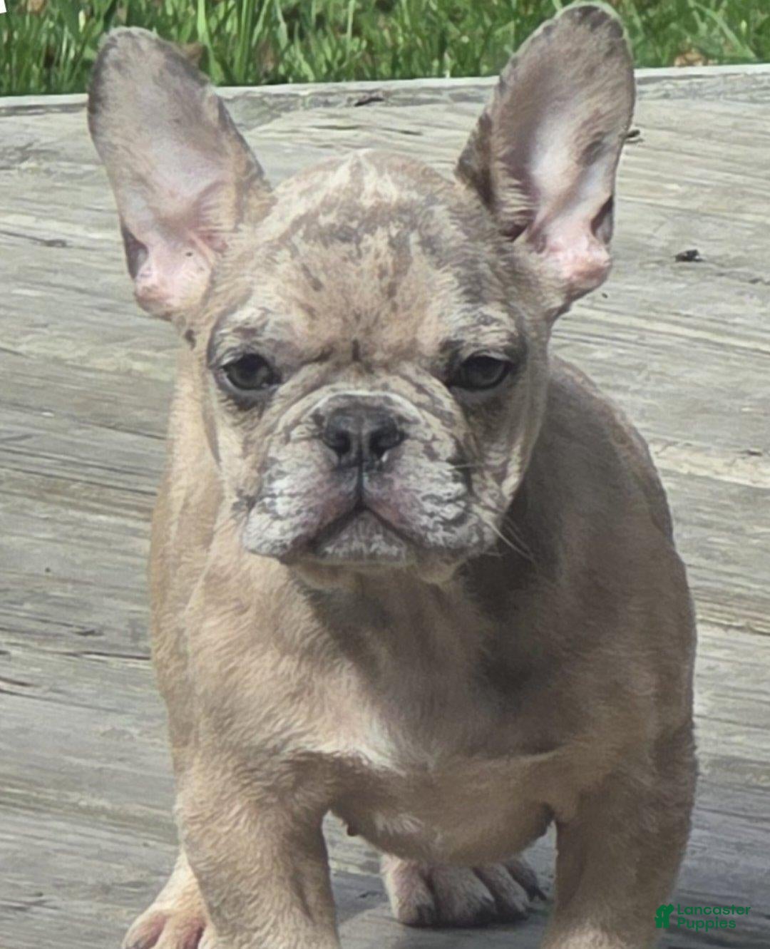 French Bulldog dogs French Bulldog 1 - Ad 1