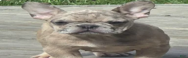 French Bulldog 1