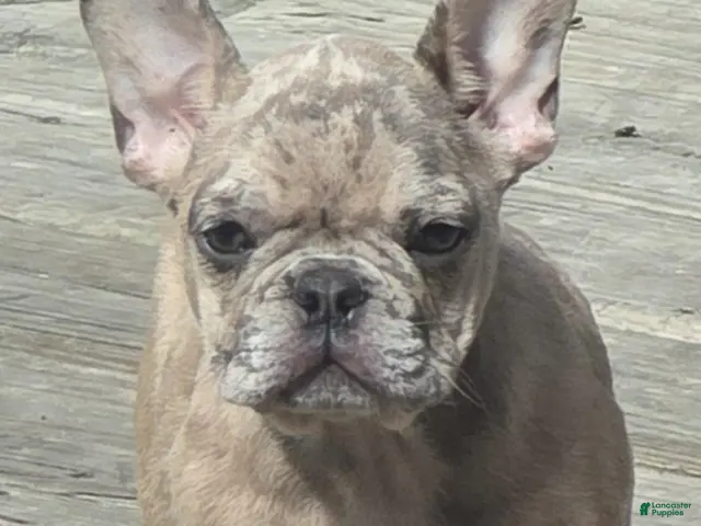French Bulldog dogs French Bulldog 1 - Ad 1