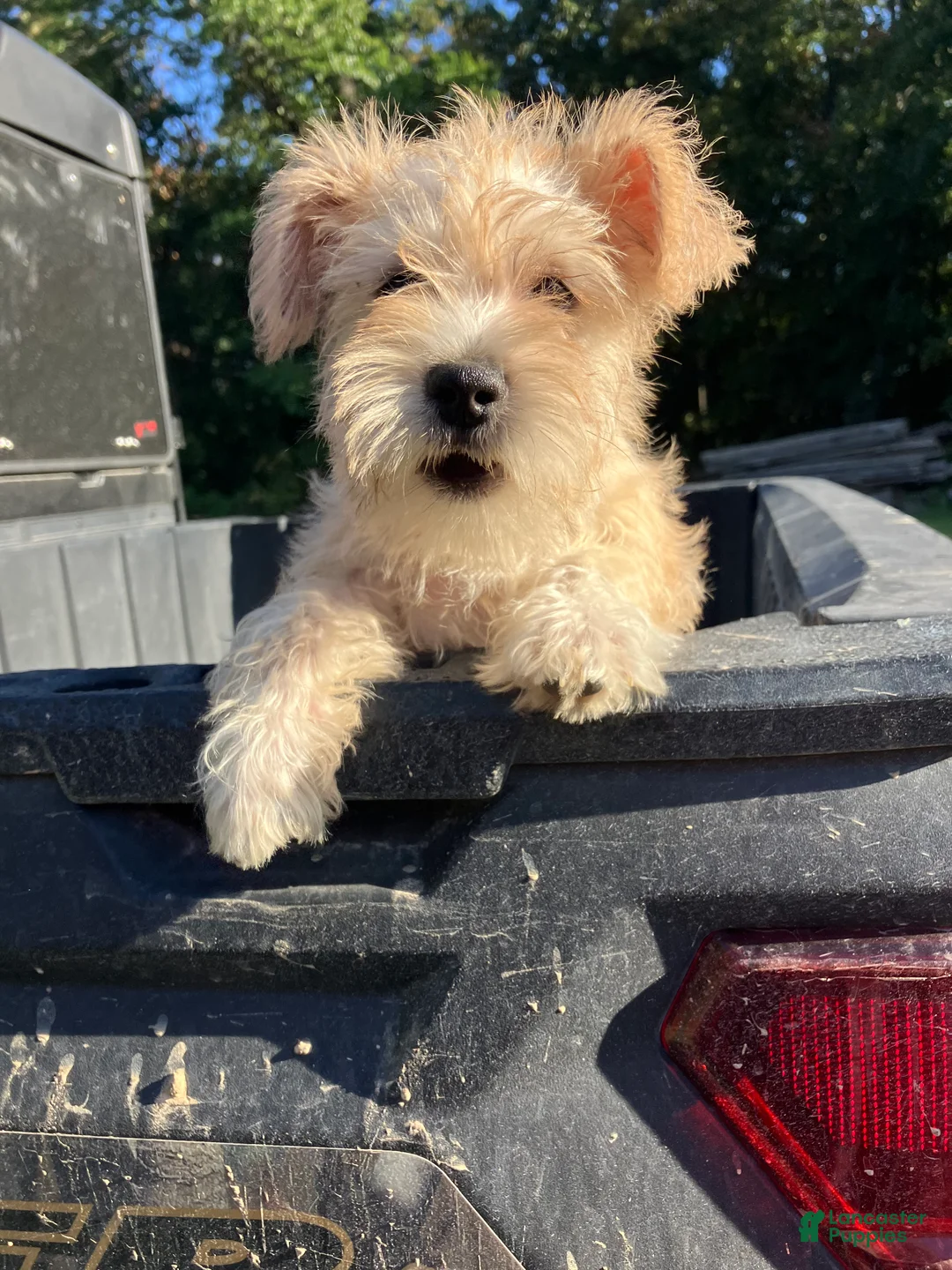 Miniature Schnauzer dogs for sale: Zoey - Ad 1