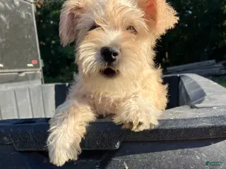 Miniature Schnauzer dogs Zoey - Ad 26