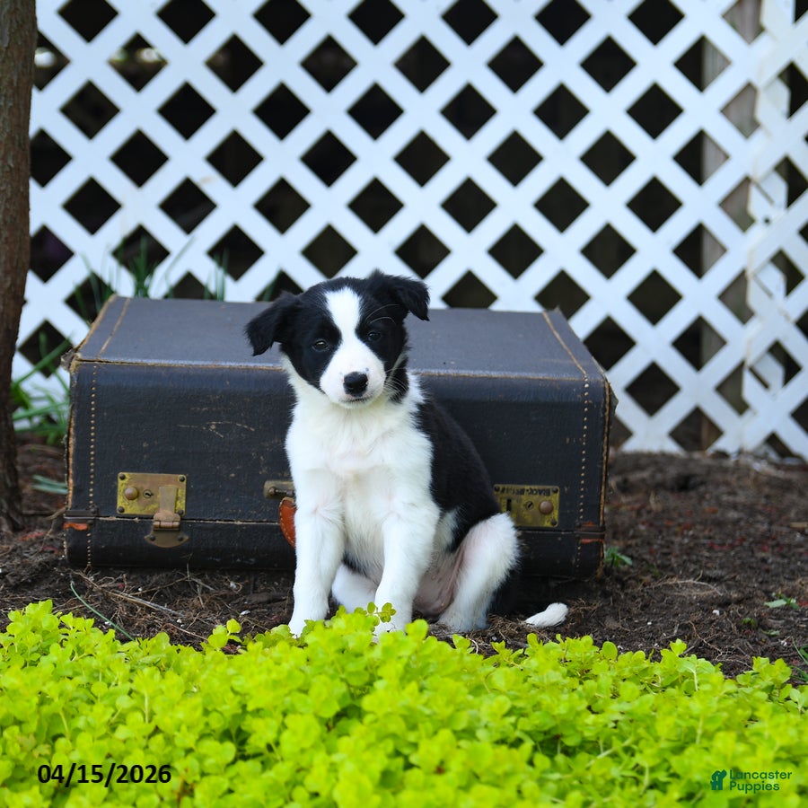 Border Collie dogs Leia - Ad 1