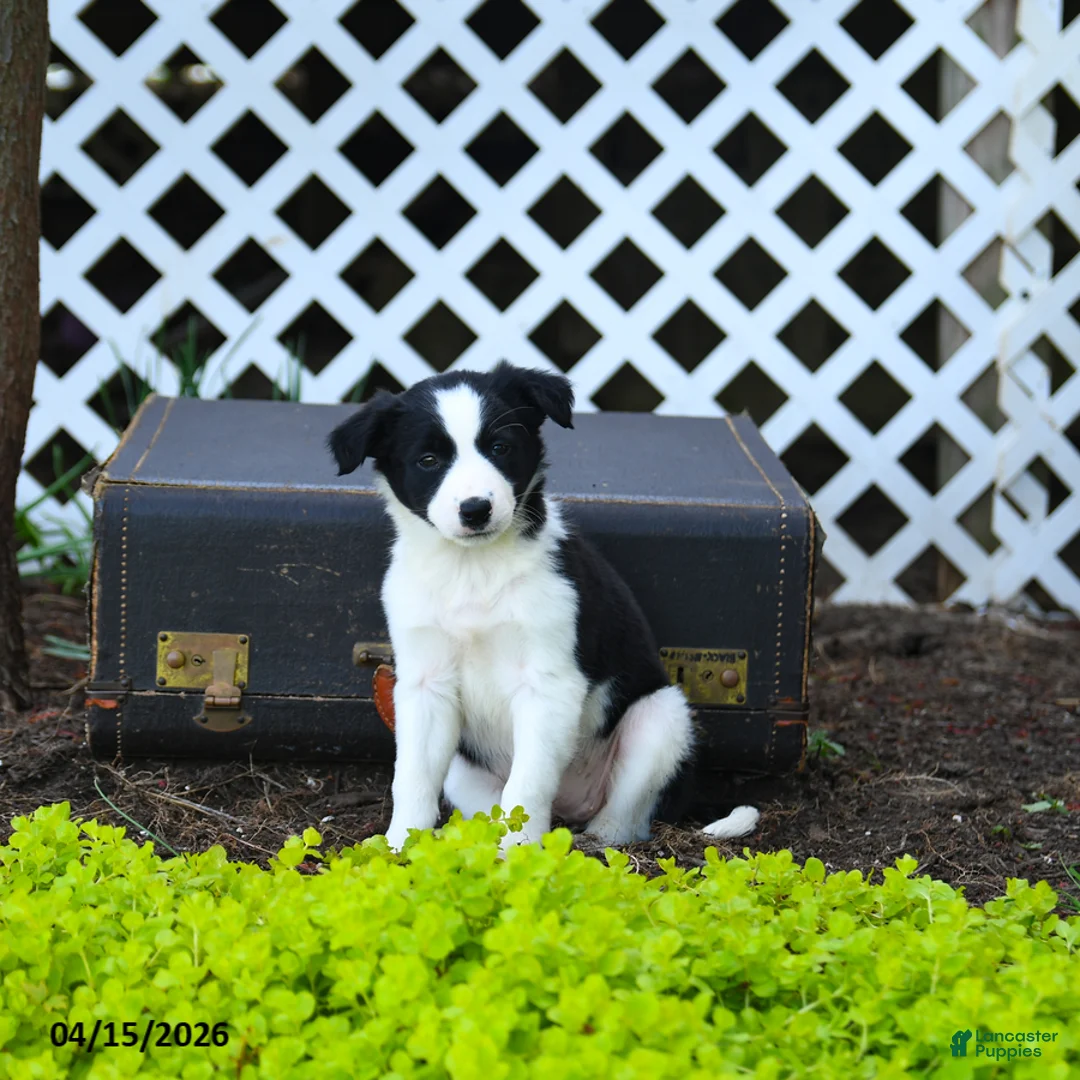Border Collie dogs for sale: Leia - Ad 1