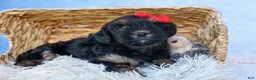 Shorkie dogs for sale: SAMMY - Ad 2