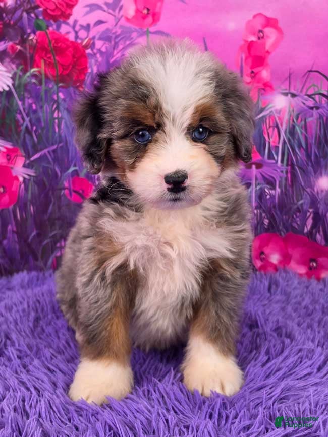 Mini Bernedoodle dogs Karma - Ad 1