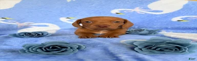 Miniature Dachshund 2- Red