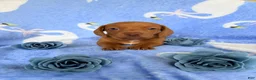 Miniature Dachshund dogs for sale: Miniature Dachshund 2- Red - Ad 1