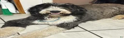 Mixed Breed dogs for sale: Angel  - Ad 13