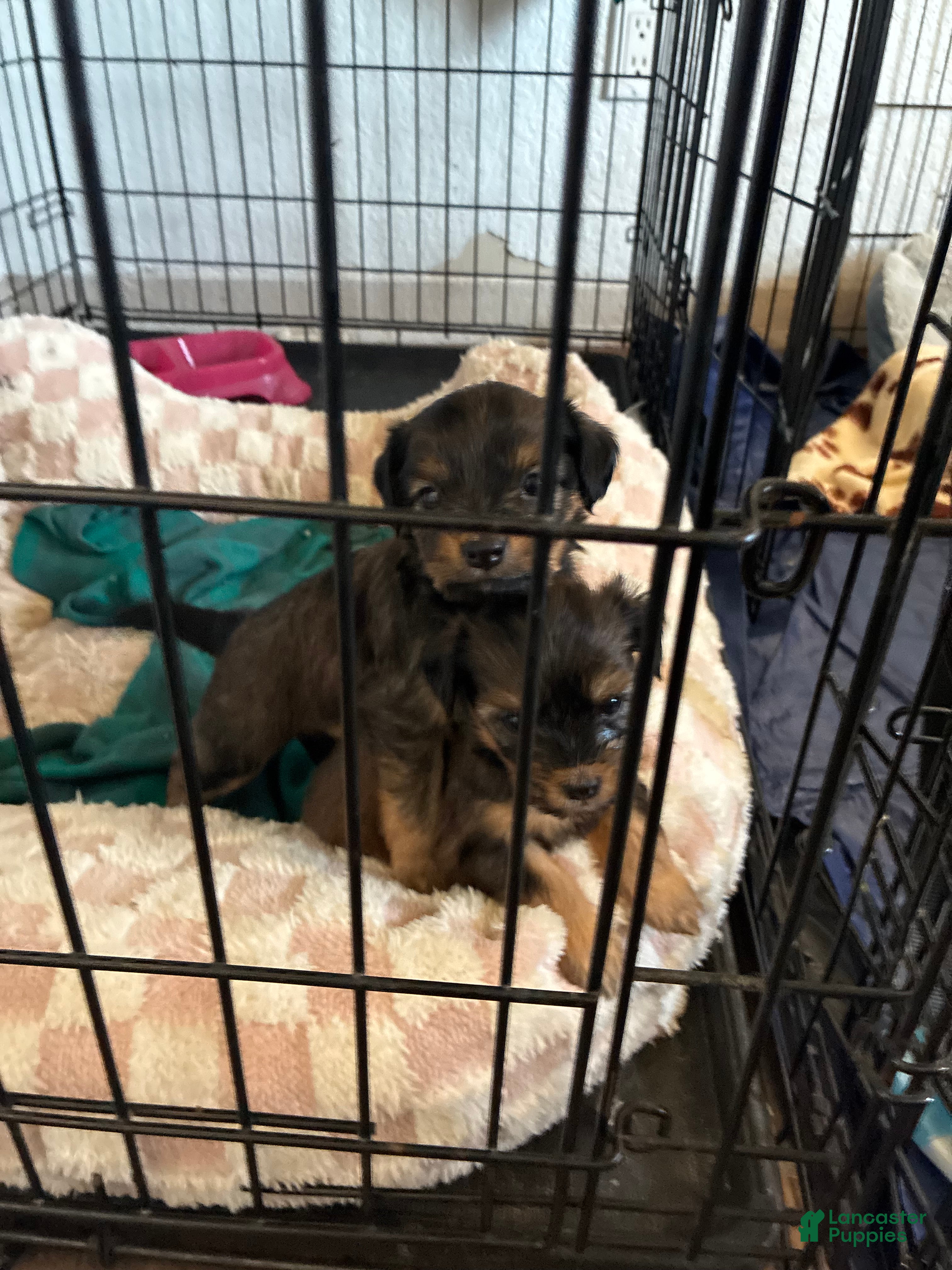 Yorkiepoo dogs Yorkiepoo 2 - Ad 21