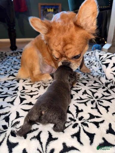 Gallery Image {{count}}