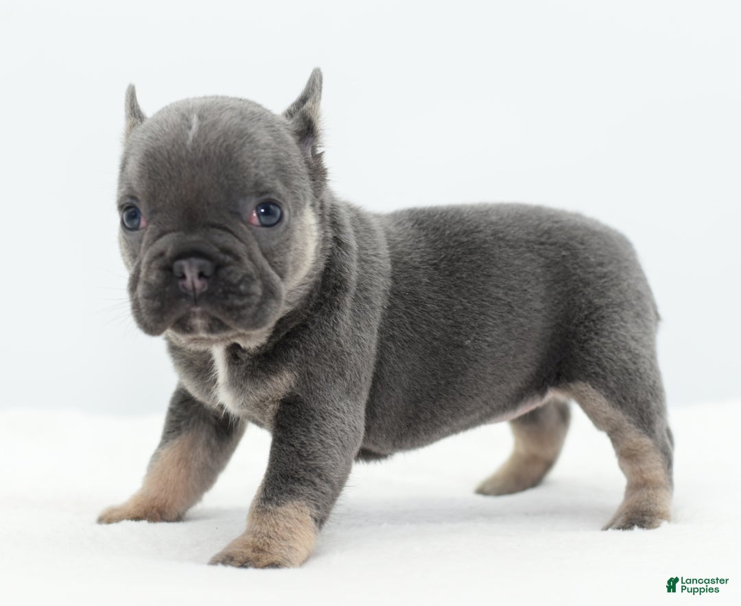 Mixed Breed dogs for sale: Queen lilac tricolor  - Ad 31