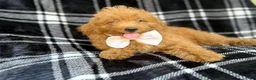 Mini Goldendoodle dogs for sale: Dayton - Ad 7