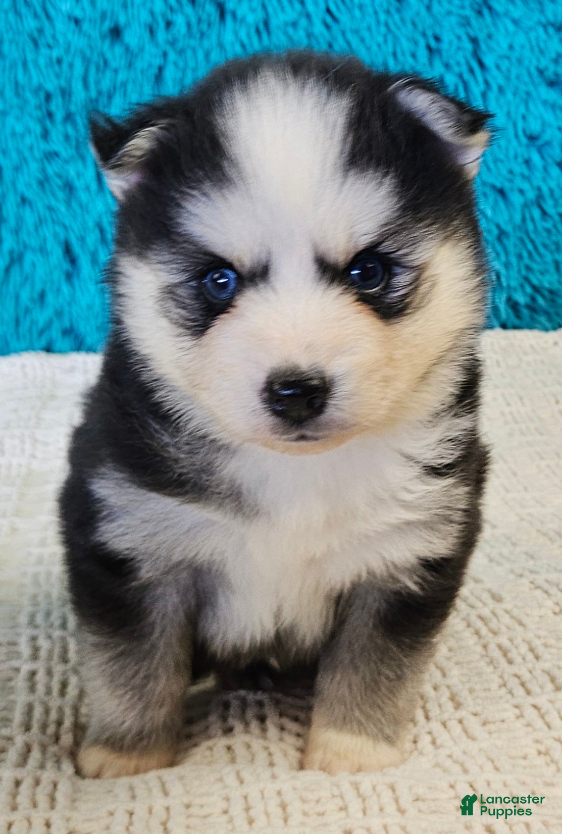 Pomsky dogs Basil - Ad 2