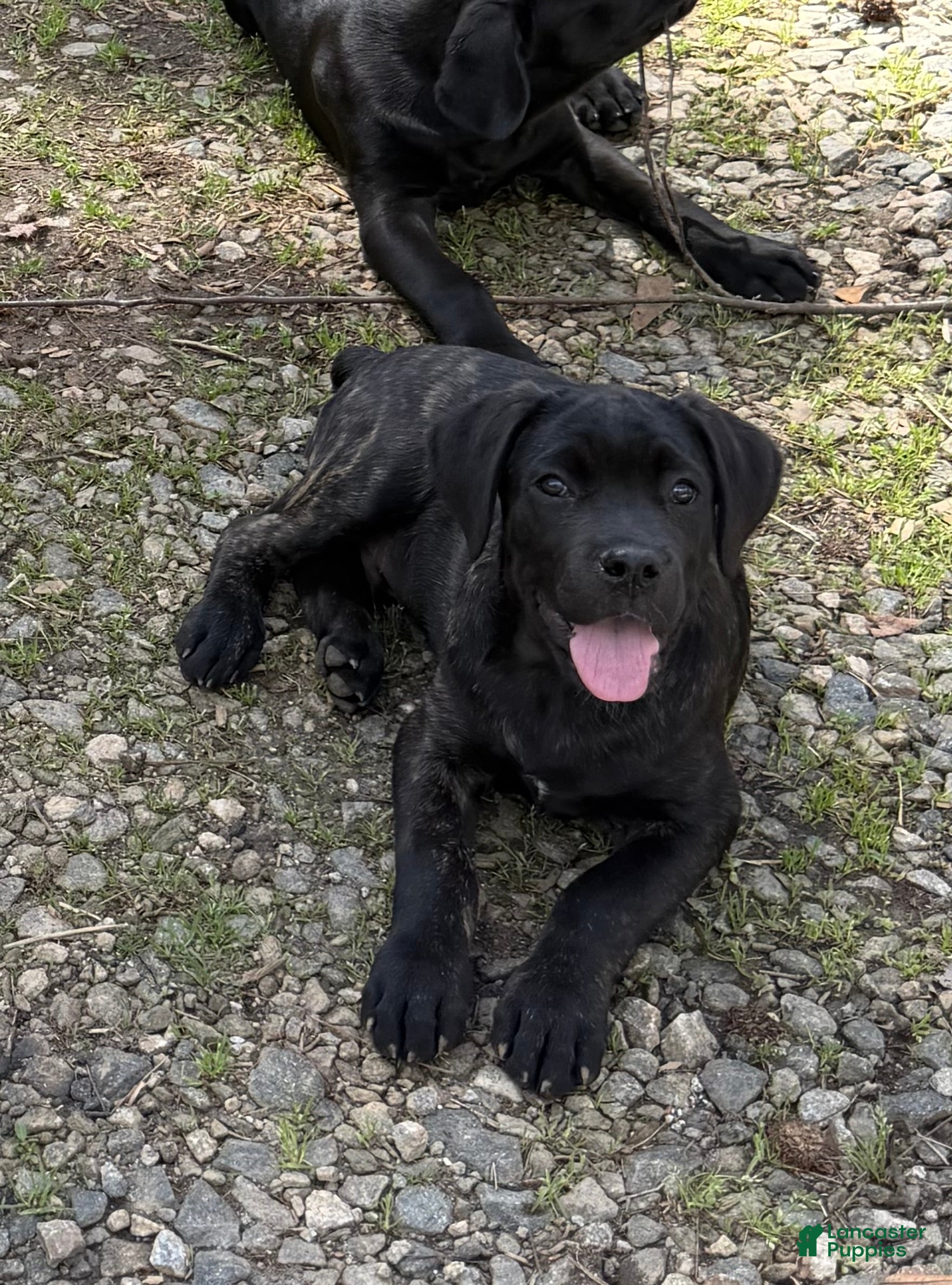 Cane Corso dogs Milo - Ad 1