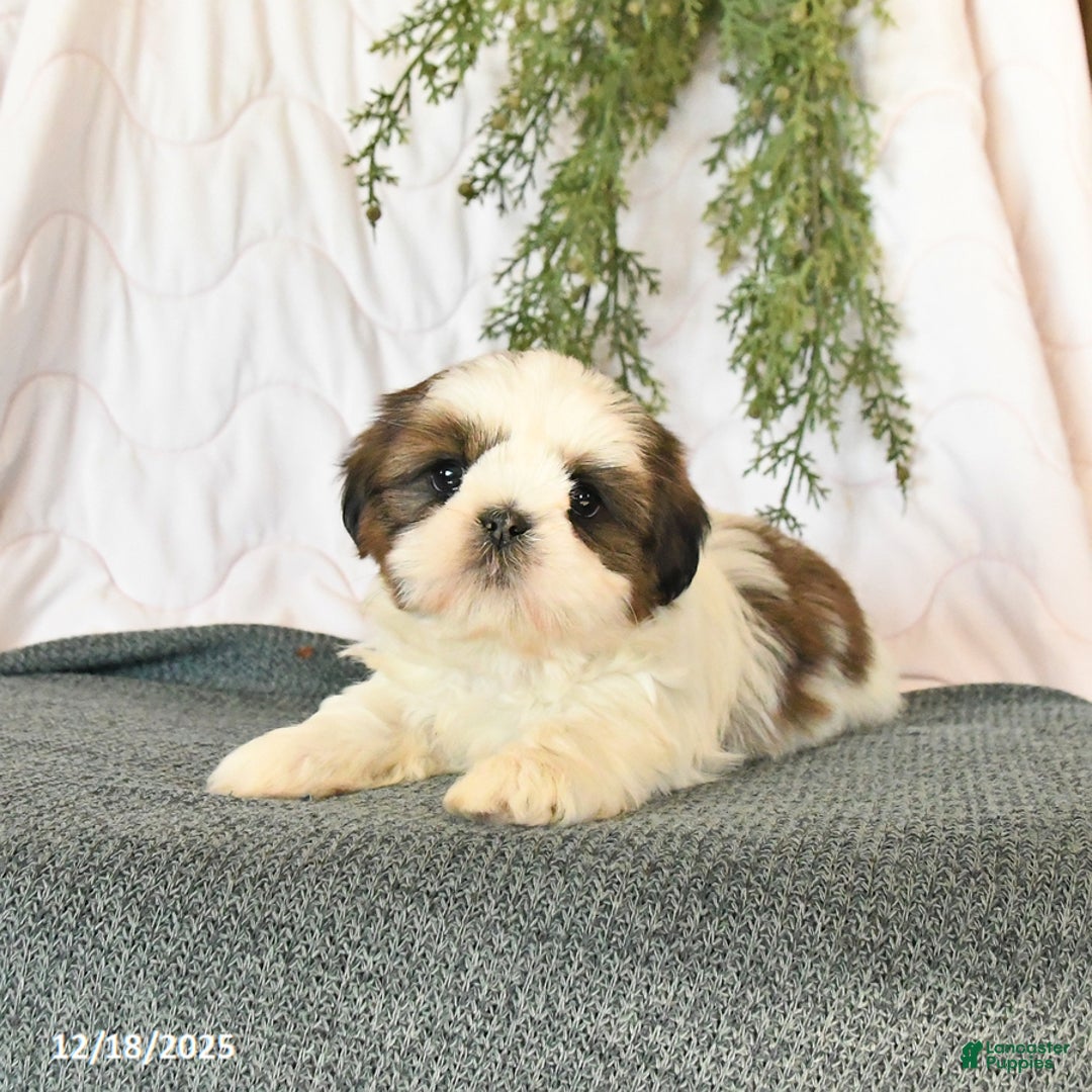Shih Tzu dogs for sale: Charm  - Ad 2