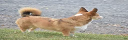 Welsh Corgi Pembroke dogs for sale: Ava - Ad 12