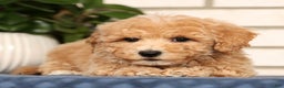 Bichpoo dogs for sale: Chase - Ad 6