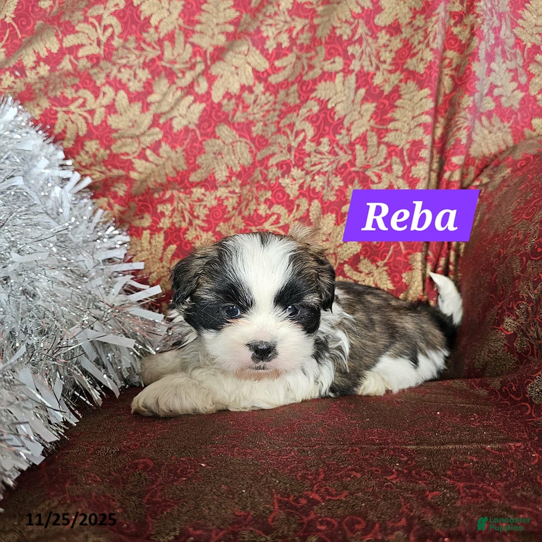 Mixed Breed dogs for sale: Reba - Ad 3