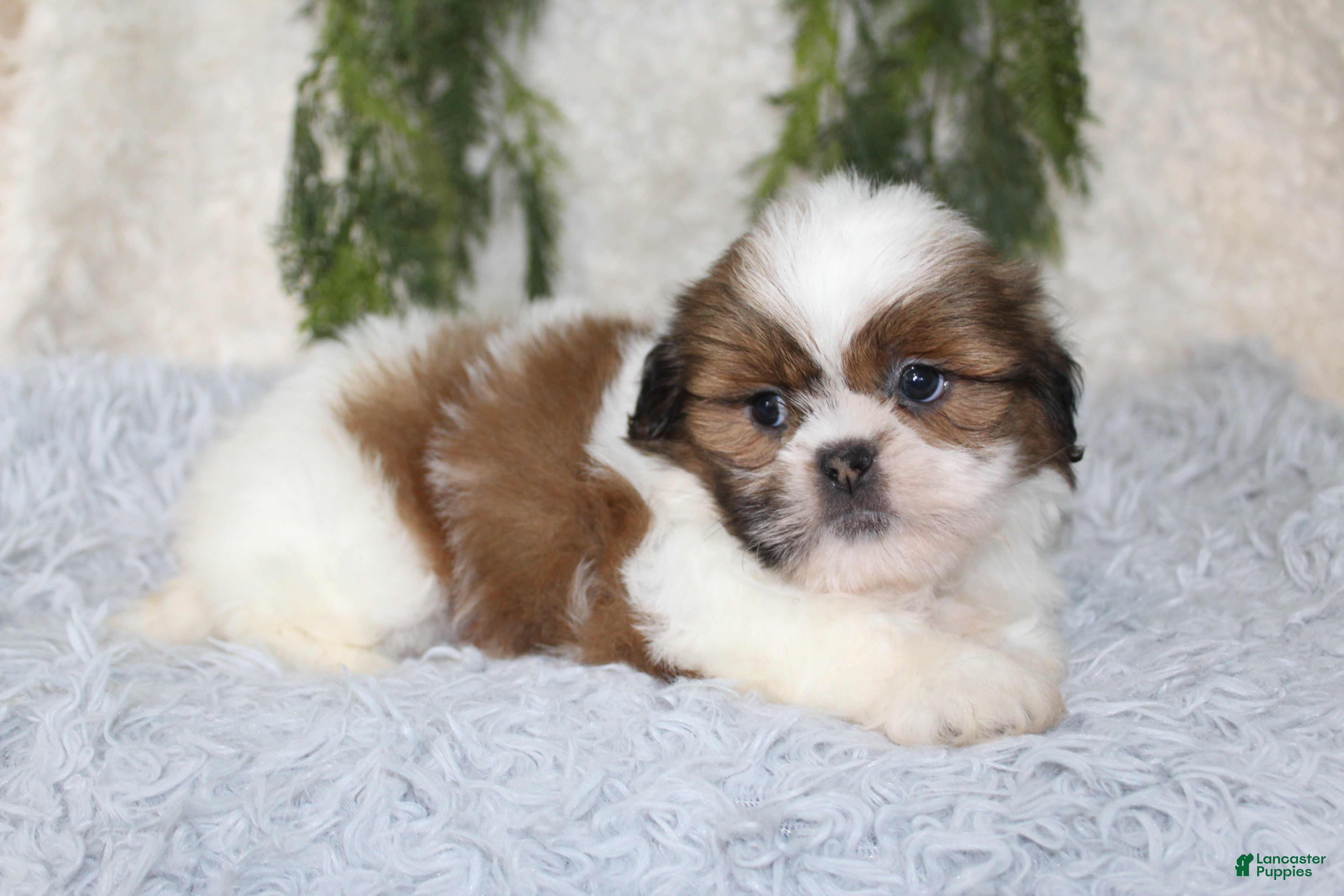 Shih Tzu dogs Shih Tzu 4 - Ad 33