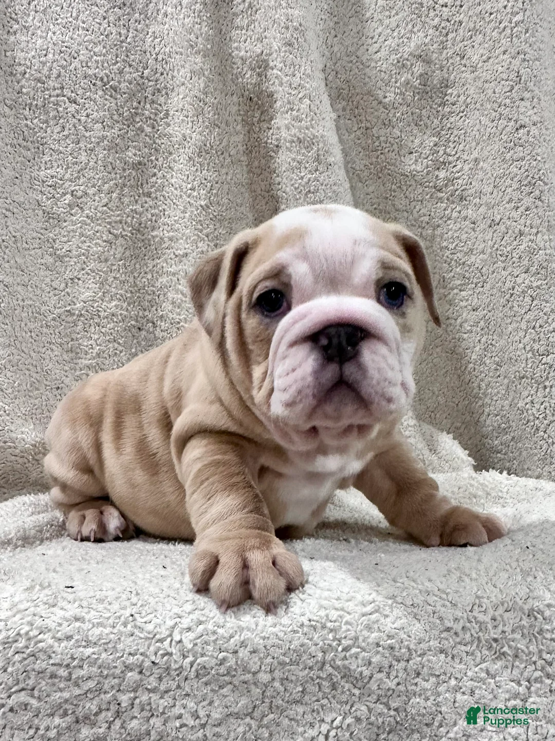 English Bulldog dogs for sale: Winnie - Ad 8