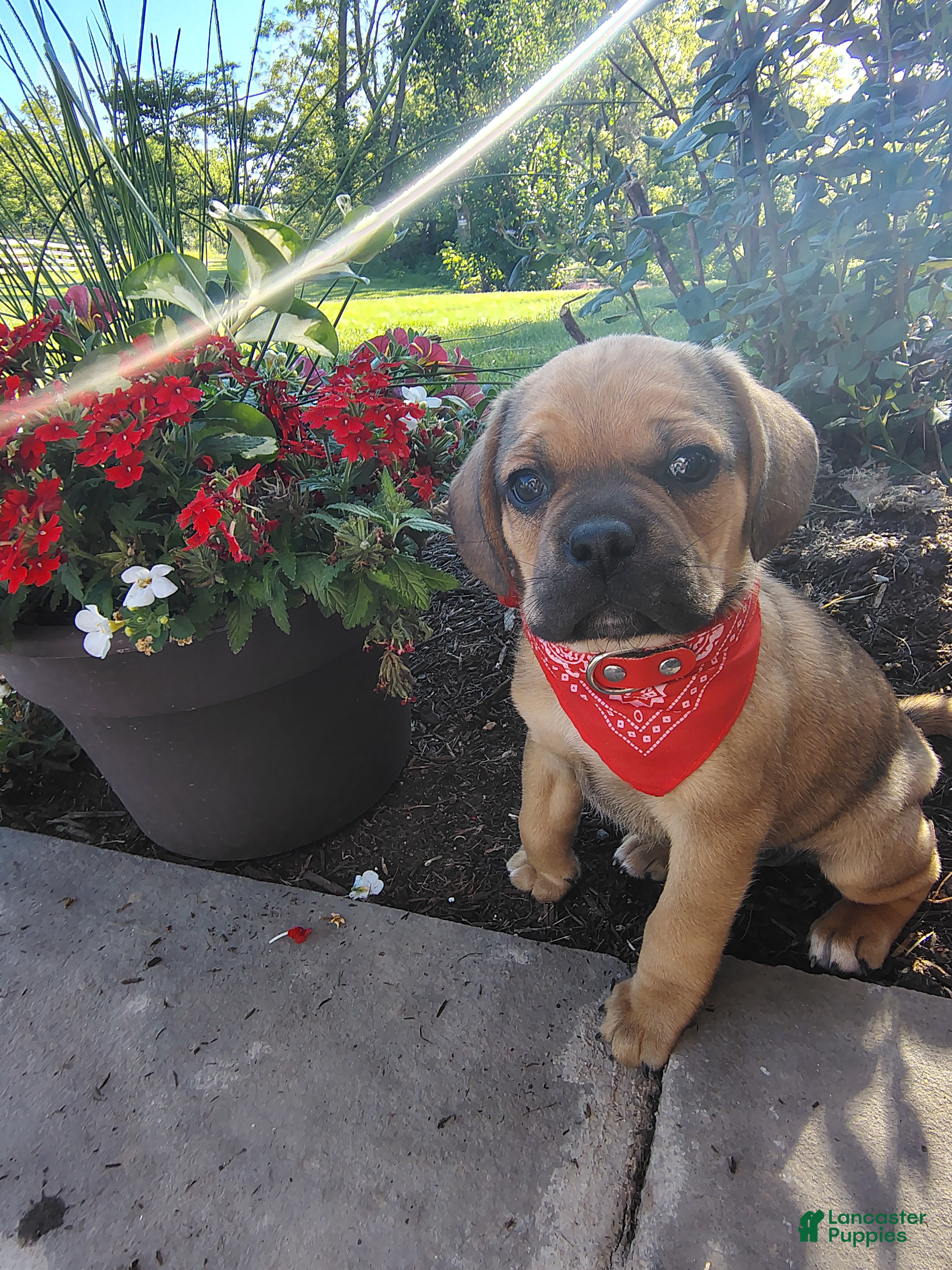 Puggle dogs Foxtail - Ad 1