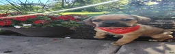 Puggle dogs for sale: Foxtail - Ad 1