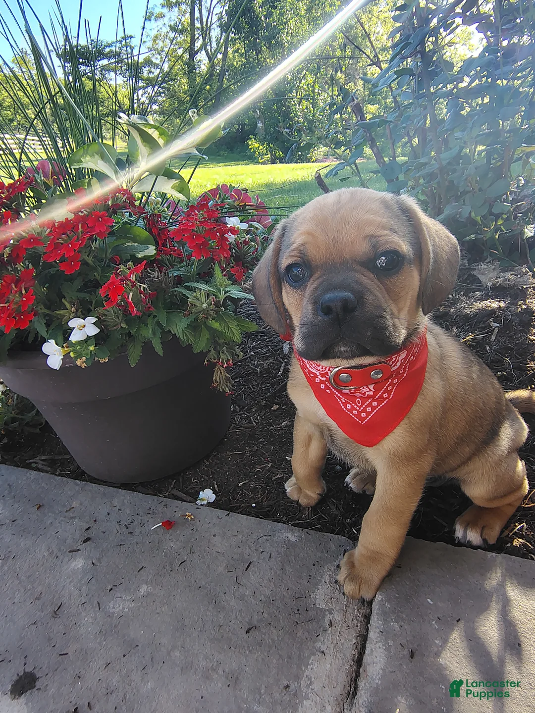 Puggle dogs for sale: Foxtail - Ad 1