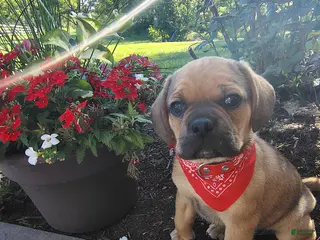 Puggle dogs for sale: Foxtail - Ad 3