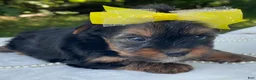 Yorkshire Terrier dogs for sale:  Raine - Ad 8